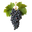 SparkInTheNight logo
